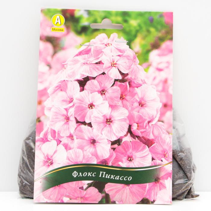 Флокс Пикассо корневища, р/р I, 1 шт 
Флокс Пикассо корневища, р/р I, 1 шт