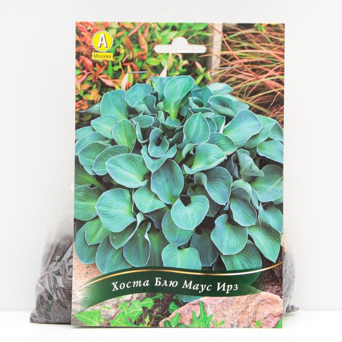 Хоста Блю Маус Ирз корневища, р/р I, 1 шт
Хоста Блю Маус Ирз корневища, р/р I, 1 шт