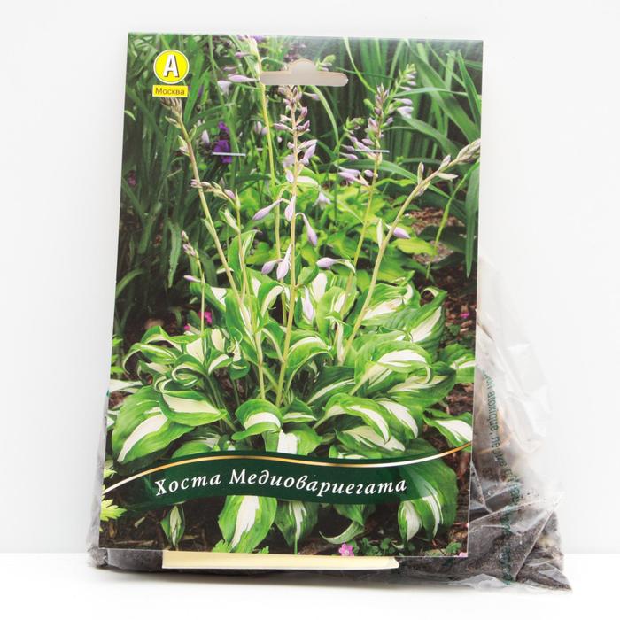 Хоста волнистая Медиовариегата корневища, р/р I, 1 шт
Хоста волнистая Медиовариегата корневища, р/р I, 1 шт