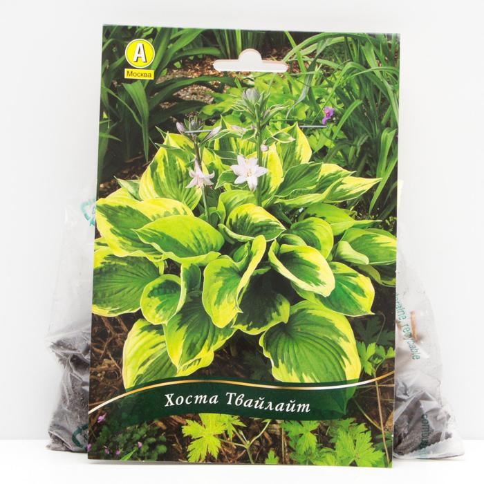 Хоста Твайлайт корневища, р/р I, 1 шт
Хоста Твайлайт корневища, р/р I, 1 шт