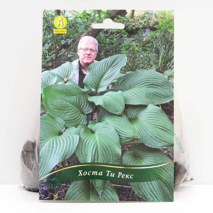 Хоста Ти Рекс корневища, р/р I, 1 шт
Хоста Ти Рекс корневища, р/р I, 1 шт