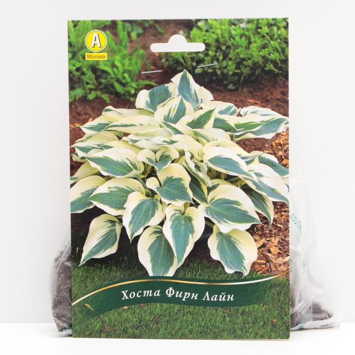 Хоста Фирн Лайн корневища, р/р I, 1 шт
Хоста Фирн Лайн корневища, р/р I, 1 шт