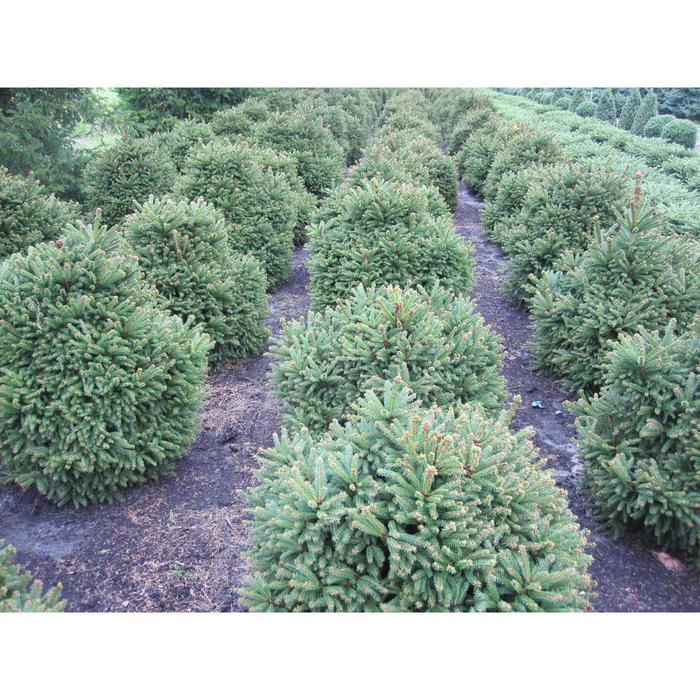 Ель обыкновенная Ohledorfii, Р9 горшок, 10-30 высота, 1 шт
Ель обыкновенная Ohledorfii, Р9 горшок, 10-30 высота, 1 шт