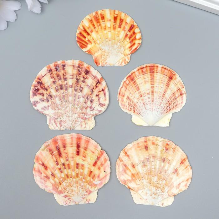 Декоративные ракушки "Pecten Lentigious" 5 шт
Декоративные ракушки "Pecten Lentigious" 5 шт