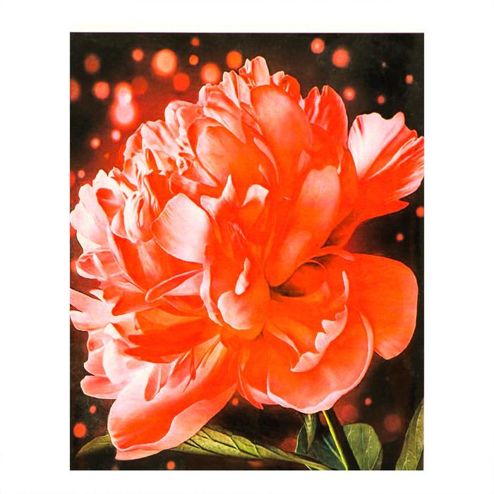 Роспись по холсту «Пион» по номерам с красками по 3 мл+ кисти+инстр+крепеж, 30×40 см 
Роспись по холсту «Пион» по номерам с красками по 3 мл+ кисти+инстр+крепеж, 30×40 см