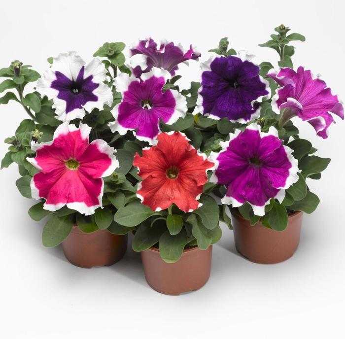 Рассада цветочная Петуния Хулахуп, кассета 6 шт (АВ)
Рассада цветочная Петуния Хулахуп, кассета 6 шт (АВ)