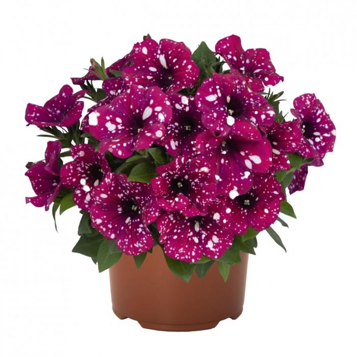 Рассада цветочная Петуния Ампельная Бэби Долл P9 (АВ)
Рассада цветочная Петуния Ампельная Бэби Долл P9 (АВ)