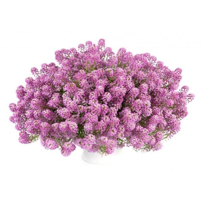 Рассада цветочная Алиссум Розовый, кассета 6 шт (АВ)
Рассада цветочная Алиссум Розовый, кассета 6 шт (АВ)