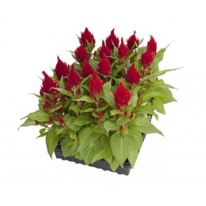 Рассада цветочная Амарант Бордовый, кассета 6 шт (АВ)
Рассада цветочная Амарант Бордовый, кассета 6 шт (АВ)