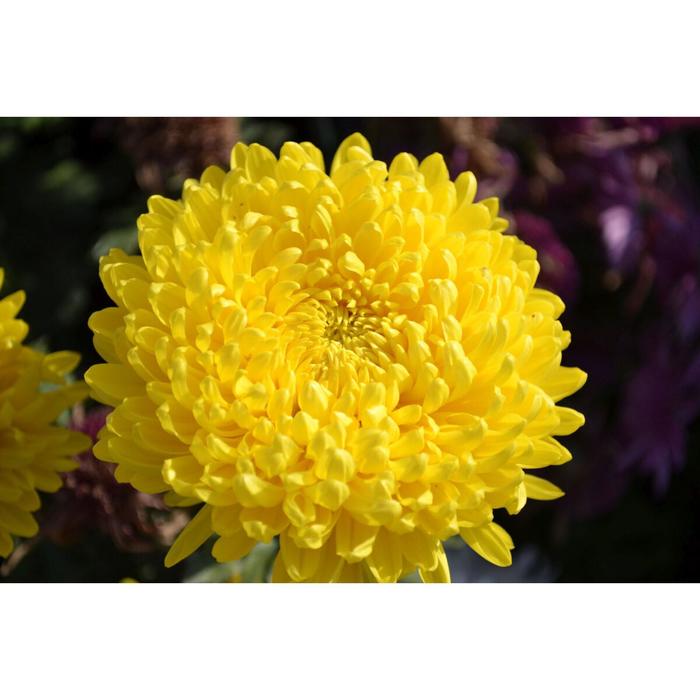 Рассада цветочная Астра Жёлтая, кассета 6 шт (АВ)
Рассада цветочная Астра Жёлтая, кассета 6 шт (АВ)