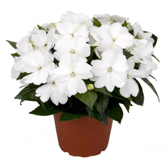 Рассада цветочная Бальзамин Белый, кассета 6 шт (АВ)
Рассада цветочная Бальзамин Белый, кассета 6 шт (АВ)