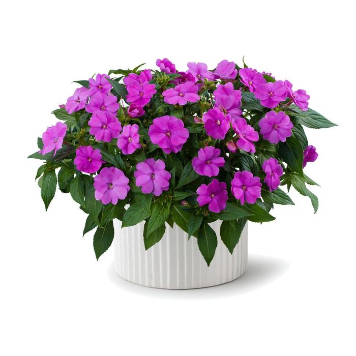 Рассада цветочная Бальзамин Розовый, кассета 6 шт (АВ) 
Рассада цветочная Бальзамин Розовый, кассета 6 шт (АВ)