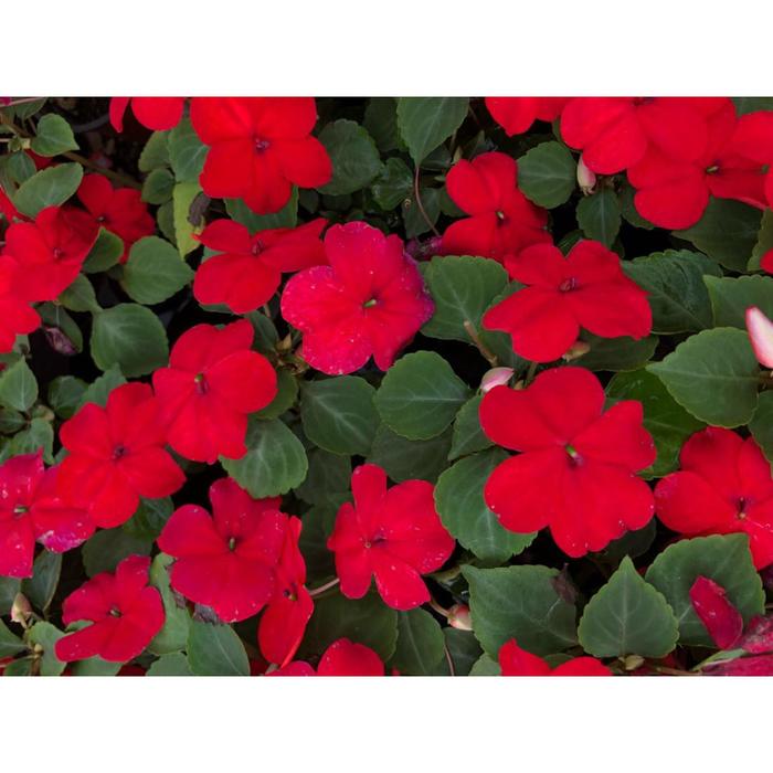 Рассада цветочная Бальзамин Красный, кассета 6 шт (АВ) 
Рассада цветочная Бальзамин Красный, кассета 6 шт (АВ)