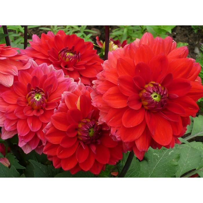 Рассада цветочная Георгина Красная, кассета 6 шт (АВ)
Рассада цветочная Георгина Красная, кассета 6 шт (АВ)