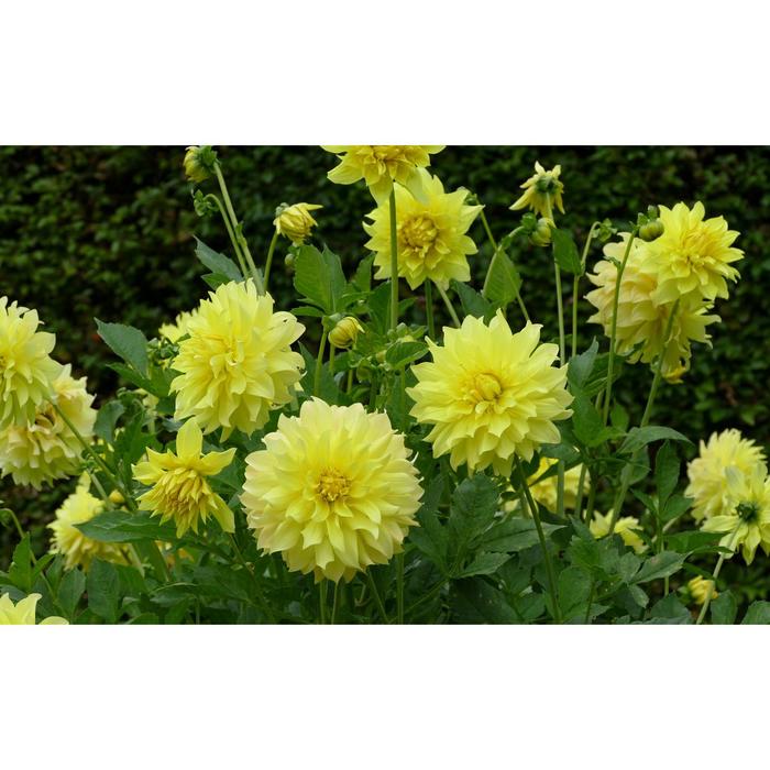 Рассада цветочная Георгина Жёлтая, кассета 6 шт (АВ)
Рассада цветочная Георгина Жёлтая, кассета 6 шт (АВ)