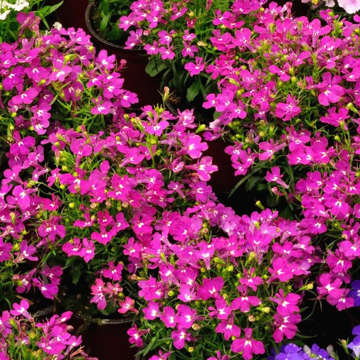 Рассада цветочная Лобелия Розовая, кассета 6 шт (АВ)
Рассада цветочная Лобелия Розовая, кассета 6 шт (АВ)