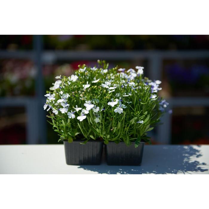 Рассада цветочная Лобелия Белая, кассета 6 шт (АВ)
Рассада цветочная Лобелия Белая, кассета 6 шт (АВ)