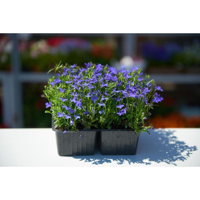 Рассада цветочная Лобелия Синяя, кассета 6 шт (АВ)
Рассада цветочная Лобелия Синяя, кассета 6 шт (АВ)