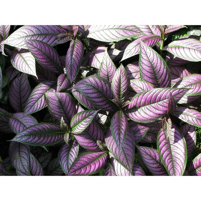 Рассада цветочная Перилла, кассета 6 шт (АВ)
Рассада цветочная Перилла, кассета 6 шт (АВ)