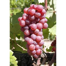 Саженцы Виноград "Мускат розовый сверхранний", Желтый, 1 шт, ЗКС,мешок 2л
Саженцы Виноград "Мускат розовый сверхранний", Желтый, 1 шт, ЗКС,мешок 2л