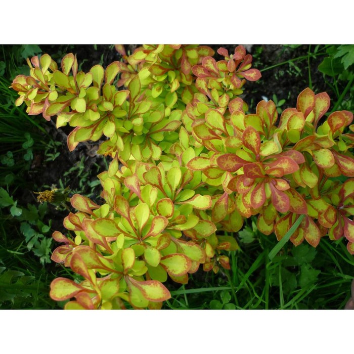 Барбарис Тунберга "Поиск", "Саммер Сансет", Горшок Р9, 1 шт., Август 2022
Барбарис Тунберга "Поиск", "Саммер Сансет", Горшок Р9, 1 шт., Август 2022