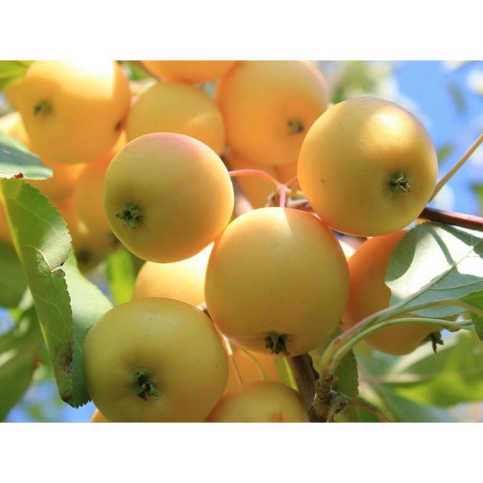 Яблоня Штамбовая "Уральское наливное" (горшок квадратный 1,6л), 1 шт, Август 2021
Яблоня Штамбовая "Уральское наливное" (горшок квадратный 1,6л), 1 шт, Август 2021