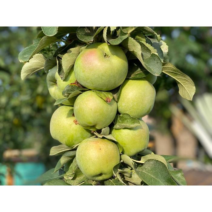Яблоня колоновидная "Изумруд" (горшок квадратный 1,6л), 1 шт, Август 2021
Яблоня колоновидная "Изумруд" (горшок квадратный 1,6л), 1 шт, Август 2021