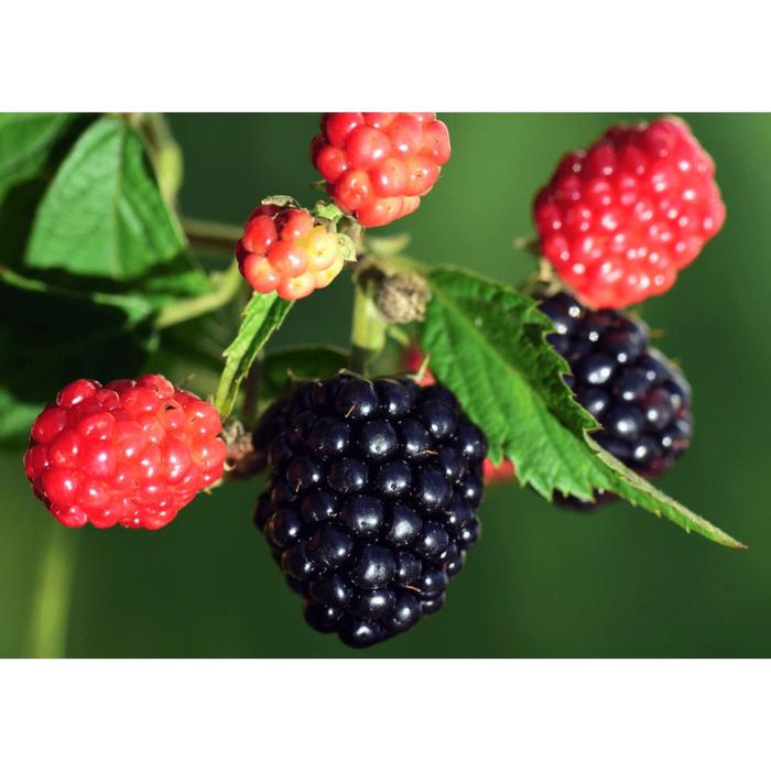 Ежевика "Торн Фри" (горшок квадратный 9см), 1 шт, Август 2021
Ежевика "Торн Фри" (горшок квадратный 9см), 1 шт, Август 2021