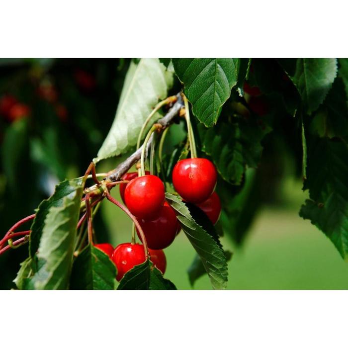 Черешня "Памяти Астахова" (горшок квадратный 1,6л), 1 шт, Август 2021
Черешня "Памяти Астахова" (горшок квадратный 1,6л), 1 шт, Август 2021