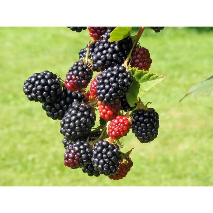 Ежевика "Навахо" (горшок квадратный 9см), 1 шт, Август 2021
Ежевика "Навахо" (горшок квадратный 9см), 1 шт, Август 2021