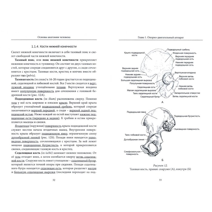 фото Основы анатомии человека. негашева м.а., славолюбова и.а., дробышевский с.в., синева и.м. институт общегуманитарных исследований (иои)
