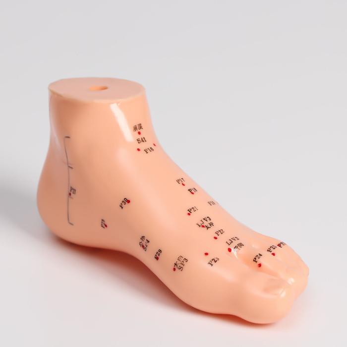 Модель для акупунктуры стопа, 13 см
Модель для акупунктуры стопа, 13 см