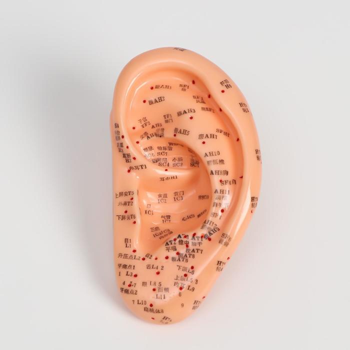 Модель для акупунктуры ухо, 13 см
Модель для акупунктуры ухо, 13 см