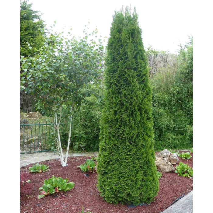 Туя западная Смарагд, С3 (горшок 3 литра), 1шт Осень 2021
Туя западная Смарагд, С3 (горшок 3 литра), 1шт Осень 2021