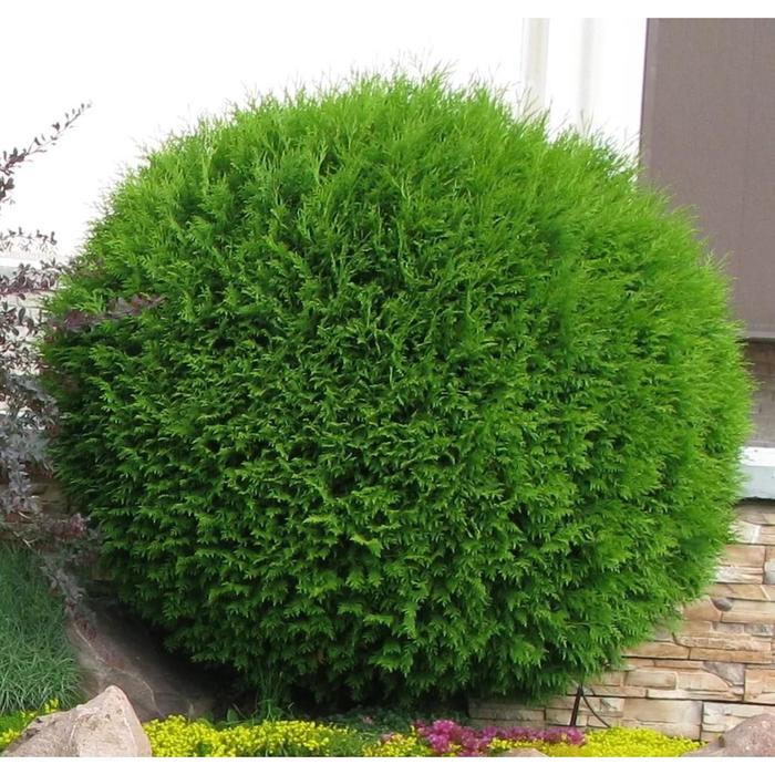 Туя западная Глобоза, С3 (горшок 3 литра), 1шт Осень 2021
Туя западная Глобоза, С3 (горшок 3 литра), 1шт Осень 2021