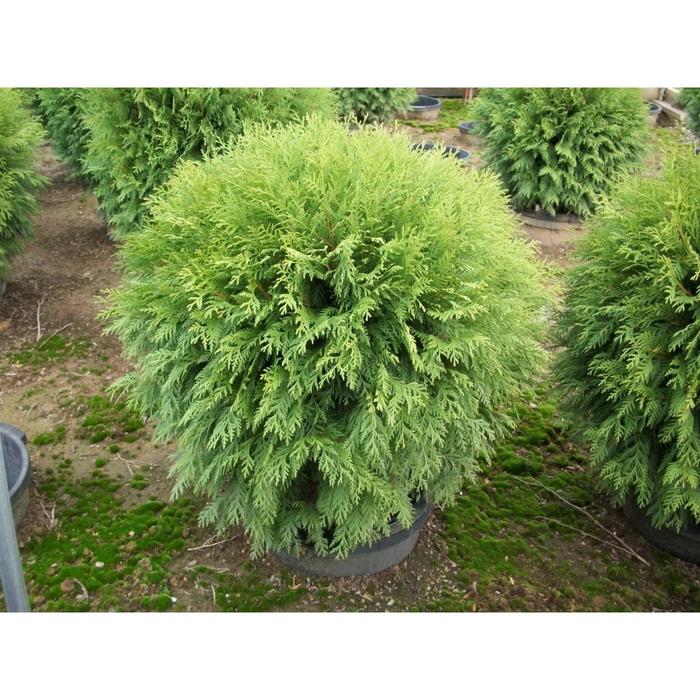 Туя западная Вудварди, С3 (горшок 3 литра), 1шт Осень 2021
Туя западная Вудварди, С3 (горшок 3 литра), 1шт Осень 2021