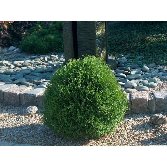 Туя западная Тини Тим, С3 (горшок 3 литра), 1шт Осень 2021 
Туя западная Тини Тим, С3 (горшок 3 литра), 1шт Осень 2021