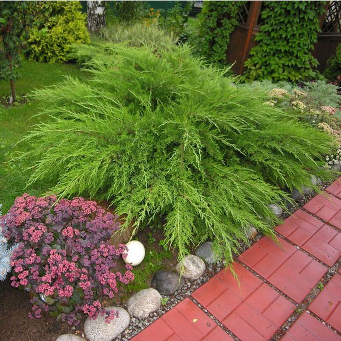 Можжевельник пфитцера Минт Джулеп, С3 (горшок 3 литра), 1шт Осень 2021
Можжевельник пфитцера Минт Джулеп, С3 (горшок 3 литра), 1шт Осень 2021