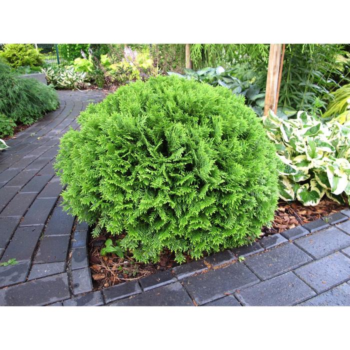 Туя западная Даника С3 (горшок 3 литра), 1 шт, Осень 2021
Туя западная Даника С3 (горшок 3 литра), 1 шт, Осень 2021