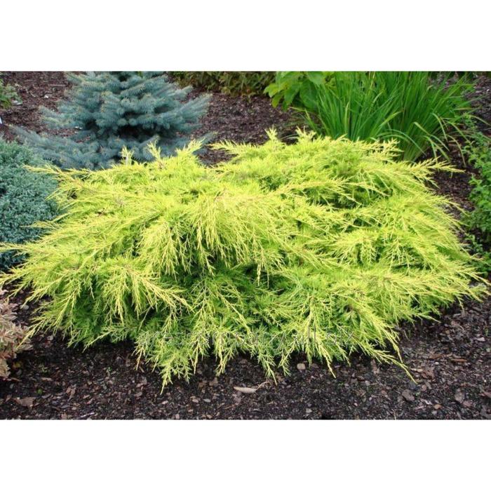 Можжевельник пфитцера Олд Голд С3 (горшок 3 литра), 1 шт, Осень 2021 
Можжевельник пфитцера Олд Голд С3 (горшок 3 литра), 1 шт, Осень 2021