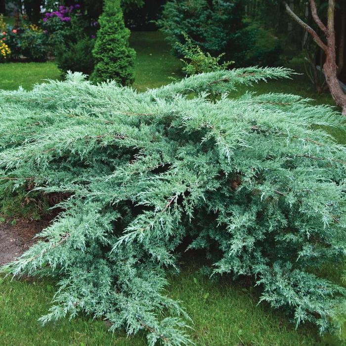 Можжевельник виргинский Грей Оул С3 (горшок 3 литра), 1 шт, Осень 2021
Можжевельник виргинский Грей Оул С3 (горшок 3 литра), 1 шт, Осень 2021