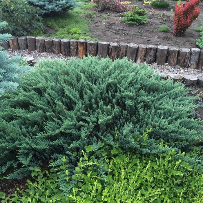 Можжевельник горизонтальный Блю Чип С3 (горшок 3 литра), 1 шт, Осень 2021
Можжевельник горизонтальный Блю Чип С3 (горшок 3 литра), 1 шт, Осень 2021