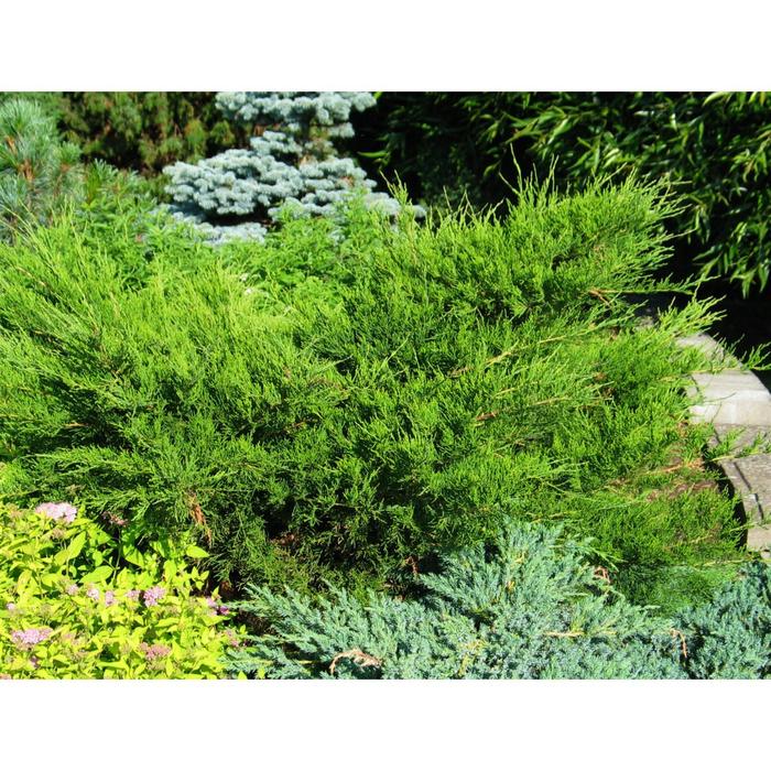 Можжевельник Казацкий "Сабина" С3 (горшок 3 литра), 1 шт, Осень 2021
Можжевельник Казацкий "Сабина" С3 (горшок 3 литра), 1 шт, Осень 2021