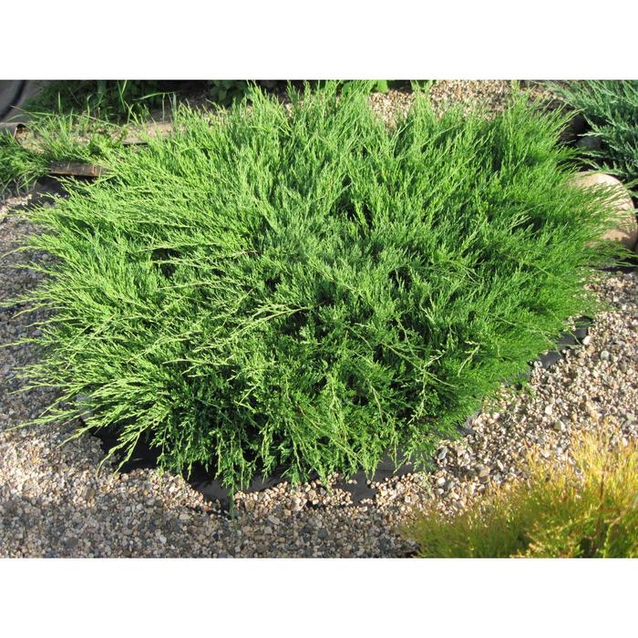 Можжевельник горизонтальный Андора Компакт С3 (горшок 3 литра), 1 шт, Осень 2021
Можжевельник горизонтальный Андора Компакт С3 (горшок 3 литра), 1 шт, Осень 2021