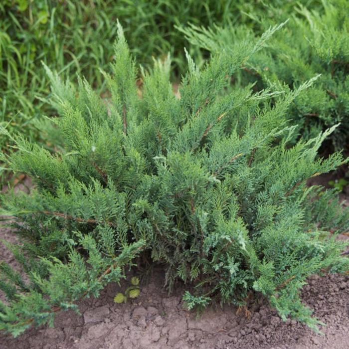 Можжевельник казацкий Рокери Джем С3 (горшок 3 литра), 1 шт, Осень 2021
Можжевельник казацкий Рокери Джем С3 (горшок 3 литра), 1 шт, Осень 2021