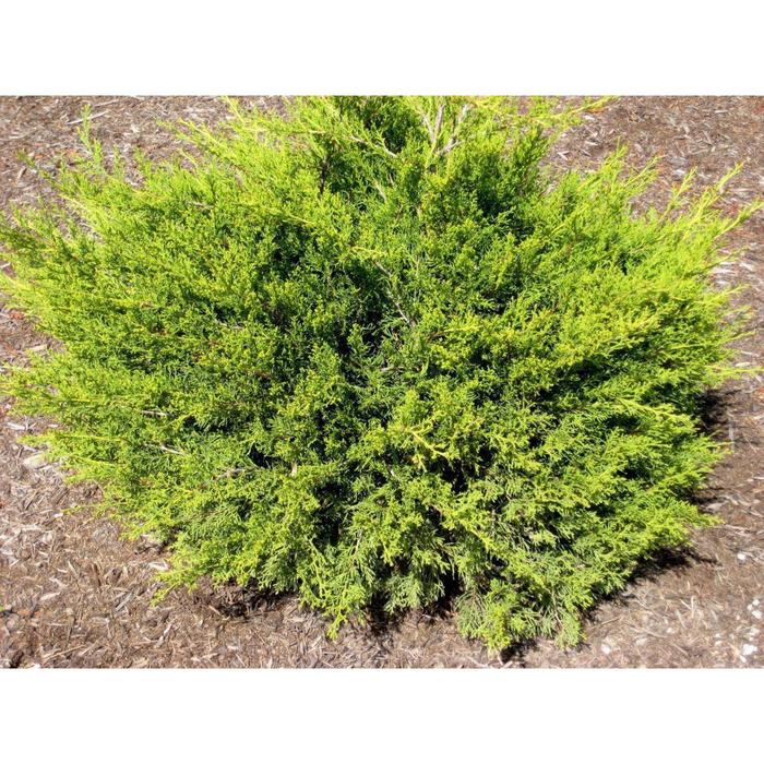 Можжевельник китайский Куривао Голд С3 (горшок 3 литра), 1 шт, Осень 2021
Можжевельник китайский Куривао Голд С3 (горшок 3 литра), 1 шт, Осень 2021