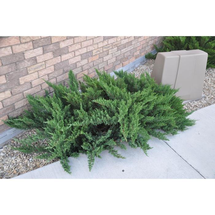 Можжевельник казацкий Тамарисцефолия С3 (горшок 3 литра), 1 шт, Осень 2021
Можжевельник казацкий Тамарисцефолия С3 (горшок 3 литра), 1 шт, Осень 2021