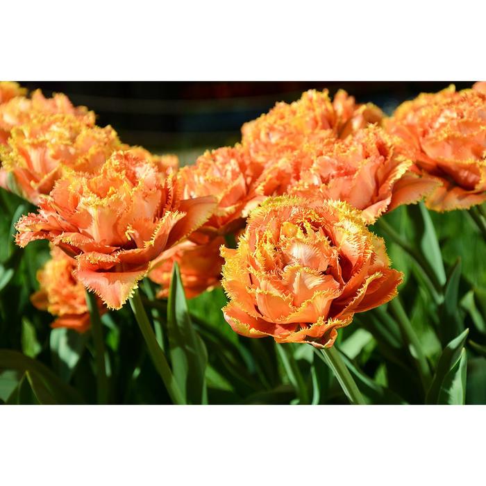 Тюльпан бахромчатый Сенсуал Тач/SENSUAL TOUCH , р-р 11/12, 3шт, Эконом
Тюльпан бахромчатый Сенсуал Тач/SENSUAL TOUCH , р-р 11/12, 3шт, Эконом