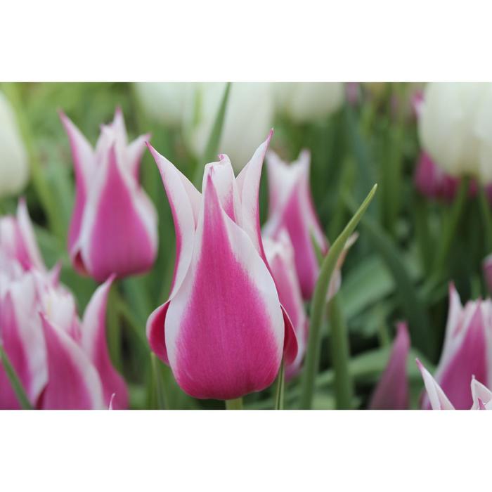 Тюльпан лилиецветный Клаудия/CLAUDIA, р-р 11/12, 3шт, Эконом
Тюльпан лилиецветный Клаудия/CLAUDIA, р-р 11/12, 3шт, Эконом