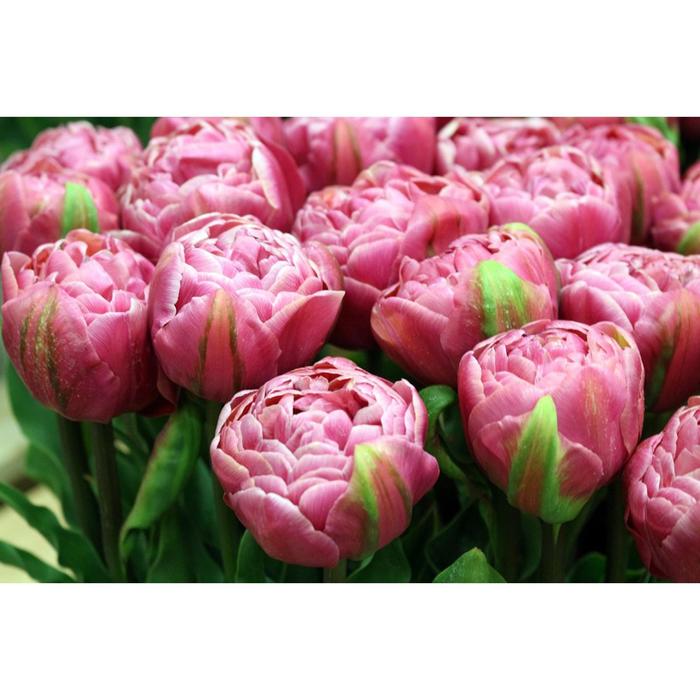 Тюльпан махровый поздний Финола/FINOLA, р-р 11/12, 3шт, Эконом
Тюльпан махровый поздний Финола/FINOLA, р-р 11/12, 3шт, Эконом